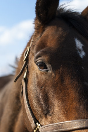 Closeup Portrait Of A Horseの写真素材