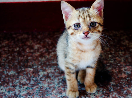 sleepy kittenの写真素材