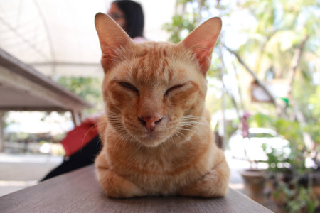 sleepy catの写真素材