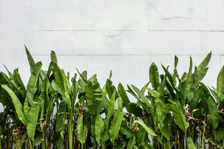 Green leaf on white wallの素材