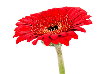 Red Gerbera Flower Isolated on White Backgroundの写真素材