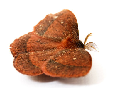 Red, Hairy Moth Isolated on White Backgroundの写真素材