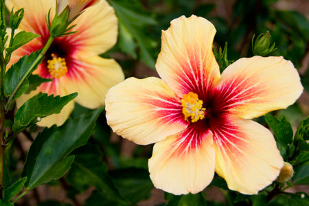 Hibiscus Flowerの写真素材