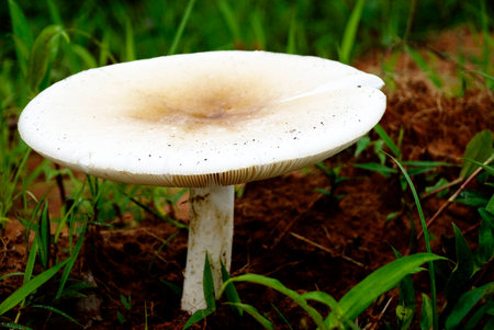 Big, Wild Mushroom growing among vegetation, Tanzania, Africaの写真素材