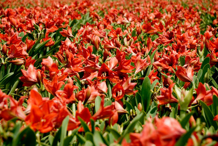 Farming with Amaryllis in Zambia, Africaの写真素材