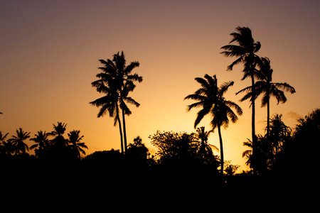 Palm Trees Silhouette at Sunset, Tanzania, Africaの写真素材