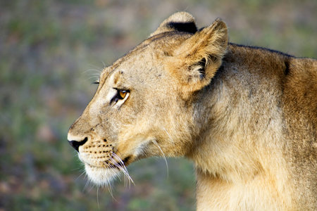 Female Lion Looking into the Distance, South Luangwa, Zambia, Africa