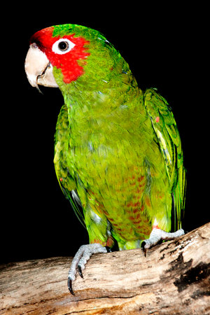 Parakeet on Tree Branch with Black Backgroundの写真素材