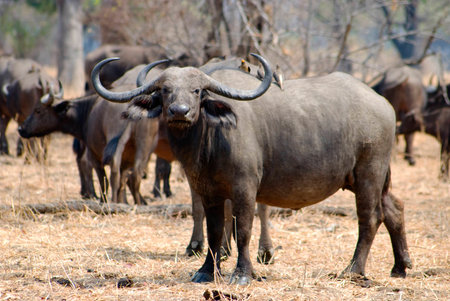 Buffalo Herd, Luangwa National Park, Zambia, Africaの写真素材