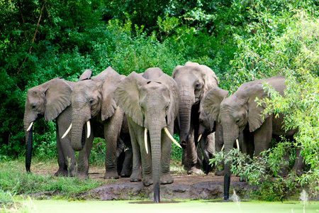 Elephant Family Drinking Water in Lake Manyara National Park, Tanzania, Africa