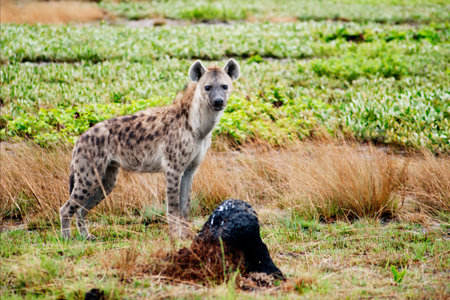 Curious Hyena on Liuwa Plains, Zambia, Africa