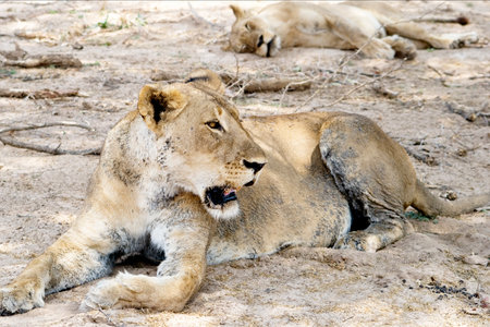 Female Lion in the Wild, in South Luangwa National Park, Zambia, Africaの写真素材