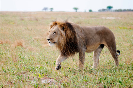 Male Lion in the Wild, on Liuwa Plains, Zambia, Africaの写真素材