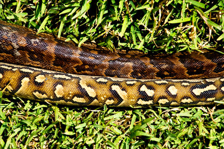 Two Pythons on Green Grassの写真素材
