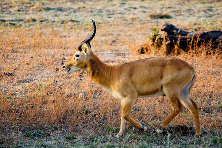 Puku at Sunset in South Luangwa National Park, Zambia, Africaの写真素材
