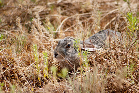 Rabbit Hiding in the Fieldの写真素材