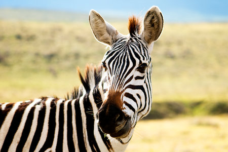 Portrait of a Zebra in the Ngorongoro Crater, Serengeti National Park, Tanzania, Africaの写真素材