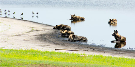Six Wild Dogs Cooling Down in a Shallow Pond, Liuwa Plains National Park, Zambia, Africaの写真素材
