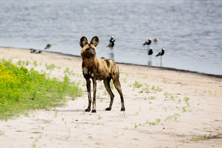 Wild Dog Next to a Pond on Liuwa Plains, Zambia, Africaの写真素材