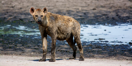 Muddy, Old Hyena on Liuwa Plains, Zambia, Africaの写真素材