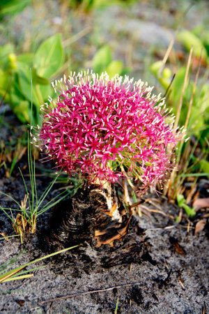 Wild Flower Growing after Fire, Liuwa Plains, Zambia, Africaの写真素材