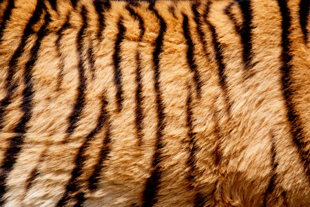 Closeup of Popular Tiger Furの写真素材
