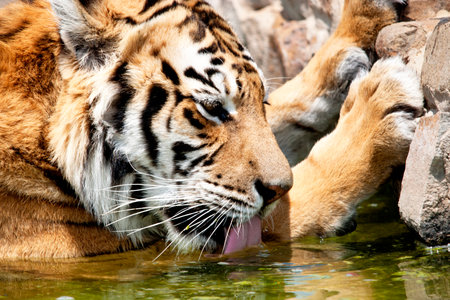 Closeup of Tiger in Captivity, Drinking Waterの写真素材