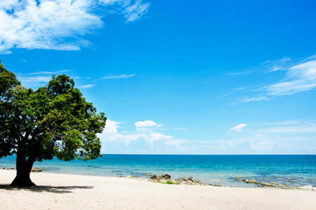 Mango Tree on the Beach on a Sunny Day, Chintheche Beach, Lake Malawi, Africaの写真素材