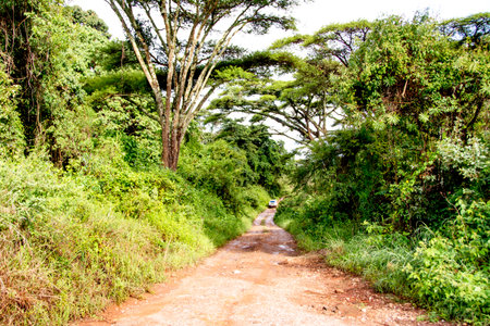 Vehicle Driving Off-Road on Remote Dirt Road in Dense Vegetation, Malawi, Africa