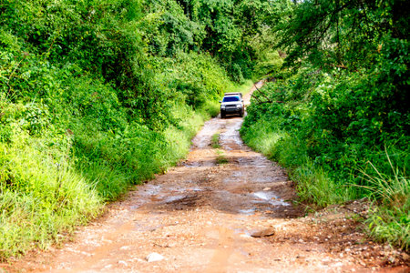 Vehicle Driving Off-Road on Remote Dirt Road in Dense Vegetation, Malawi, Africaの写真素材