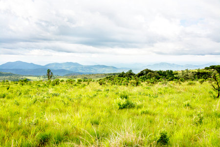 Nyika Plateau in Malawi, Central Africa, on a Rainy Dayの写真素材