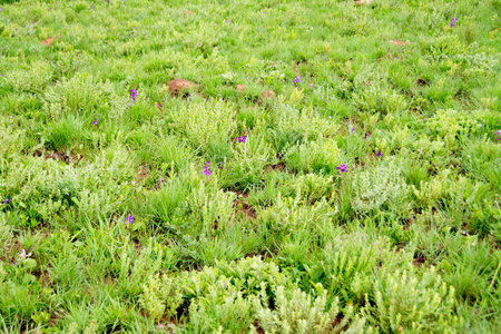Background of Purple Wild Orchids Blooming in the Green Fieldの写真素材