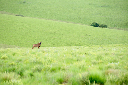 Roan Antelope on the Hills of Nyika Plateau, Malawi, Africaの写真素材