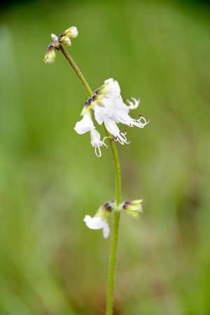 Closeup of White Wild Flower in the Wildの写真素材