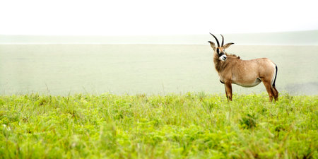 Roan Antelope on the Hills of Nyika Plateau, Malawi, Africaの写真素材