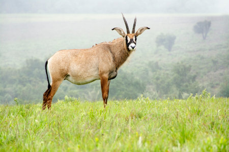 Roan Antelope on the Hills of Nyika Plateau, Malawi, Africaの写真素材