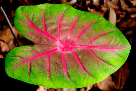 Closeup of Caladium Bicolor Leaf while in a Sunny Spot in a Dense Forestの写真素材