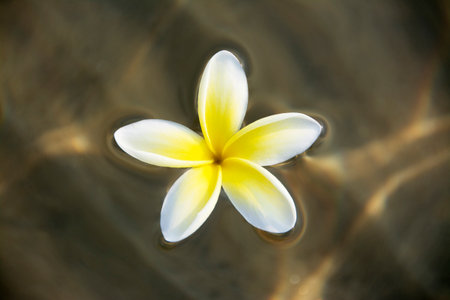 Frangipani Flower Floating on Shallow Water in Early Morning Sunlightの写真素材