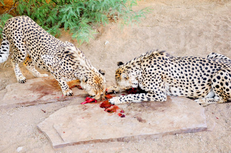 Two Cheetahs in Captivity, Feeding Together on Raw Meat, in Sandy Shady Enclosureの写真素材