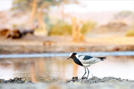 Single Blacksmith Lapwing wandering along the side of a Water Pool at Sunset, in Botswana, Africaの写真素材