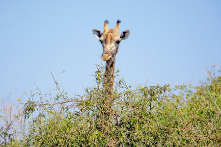 Closeup of Giraffe Looking over a Green Bush in Chobe National Park, Botswana, Southern Africaの写真素材