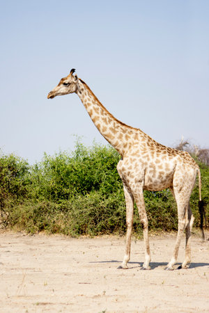 Beautiful Lonely Female Giraffe Standing in Bright Sunlight, Chobe National Park, Botswana, Southern Africaの写真素材