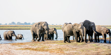 Herd of Elephants Come Walking through the Zambezi River, Chobe National Park, Botswana, Southern Africaの写真素材