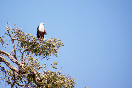 One Fish Eagle Sitting in a Tree against a Blue Sky, Watching Over the Beautiful Chobe National Park, Botswana, Southern Africaの写真素材