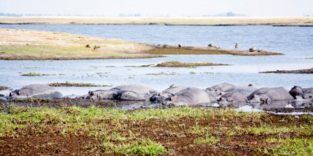 Herd of Hippos Basking in the Shallow Zambezi River during the Warm, Dry Season, Chobe National Park, Botswana, Southern Africaの写真素材