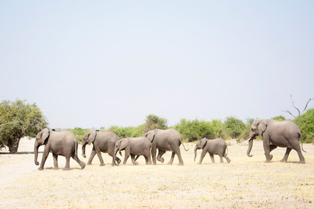 Herd of Elephants Walking through a very dry Chobe National Park, Botswana, Southern Africaの写真素材