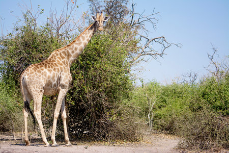 Beautiful Lonely Female Giraffe Standing in Bright Sunlight, Chobe National Park, Botswana, Southern Africaの写真素材