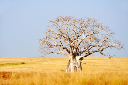 Big Baobab Tree in Yellow Fields against a Blue Sky, Angola, Southern Africaの写真素材