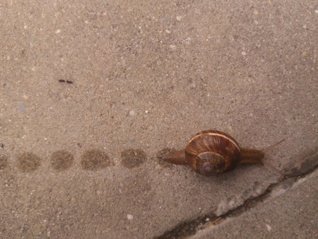 snail walking leaving stela of su pasoの写真素材