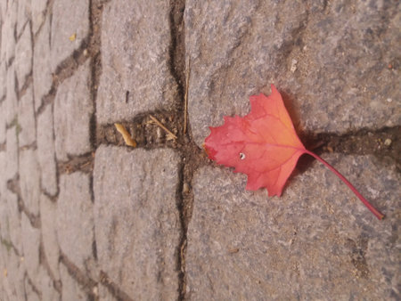 red tree leaf falls on the paves of the roadの写真素材